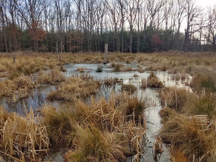 Wetland Mitigation