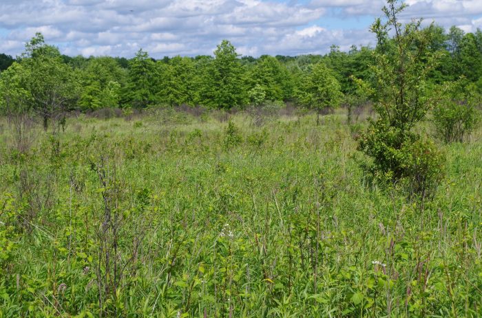 eastern massasauga habitat