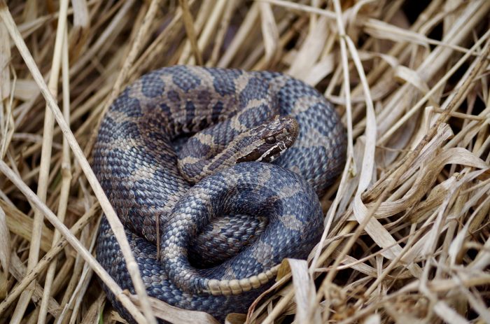 eastern massasauga