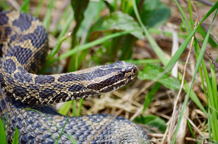 eastern massasauga