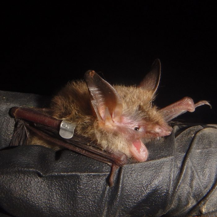 bat handling NLEB