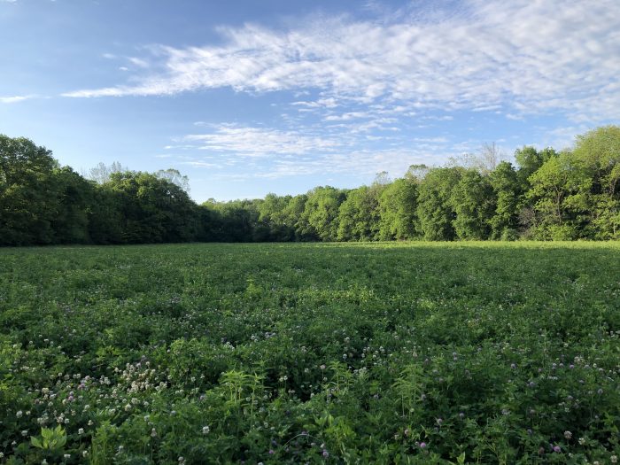 Bat mitigation habitat