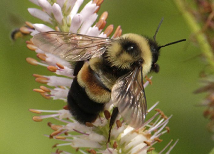 Rusty Patched Bumble Bee