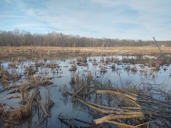 wetland