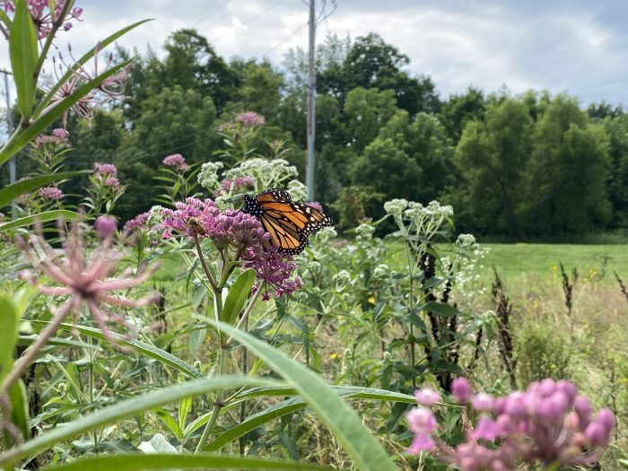 Monarch in EnviroScience Corporate Responsibility Committee Pollinator Garden, Stow, OH