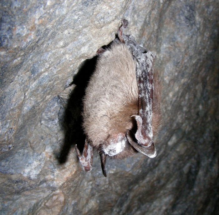 A little brown bat with white-nose syndrome. Credit: Marvin Moriarty/USFWS