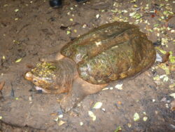 Alligator Snapping Turtle