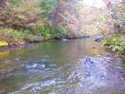 Freshwater Mussel Survey in Abrams Creek in the Great Smoky Mountain National Park in Blount County, Tennessee