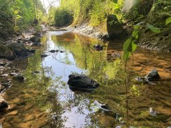 Tennessee Stream