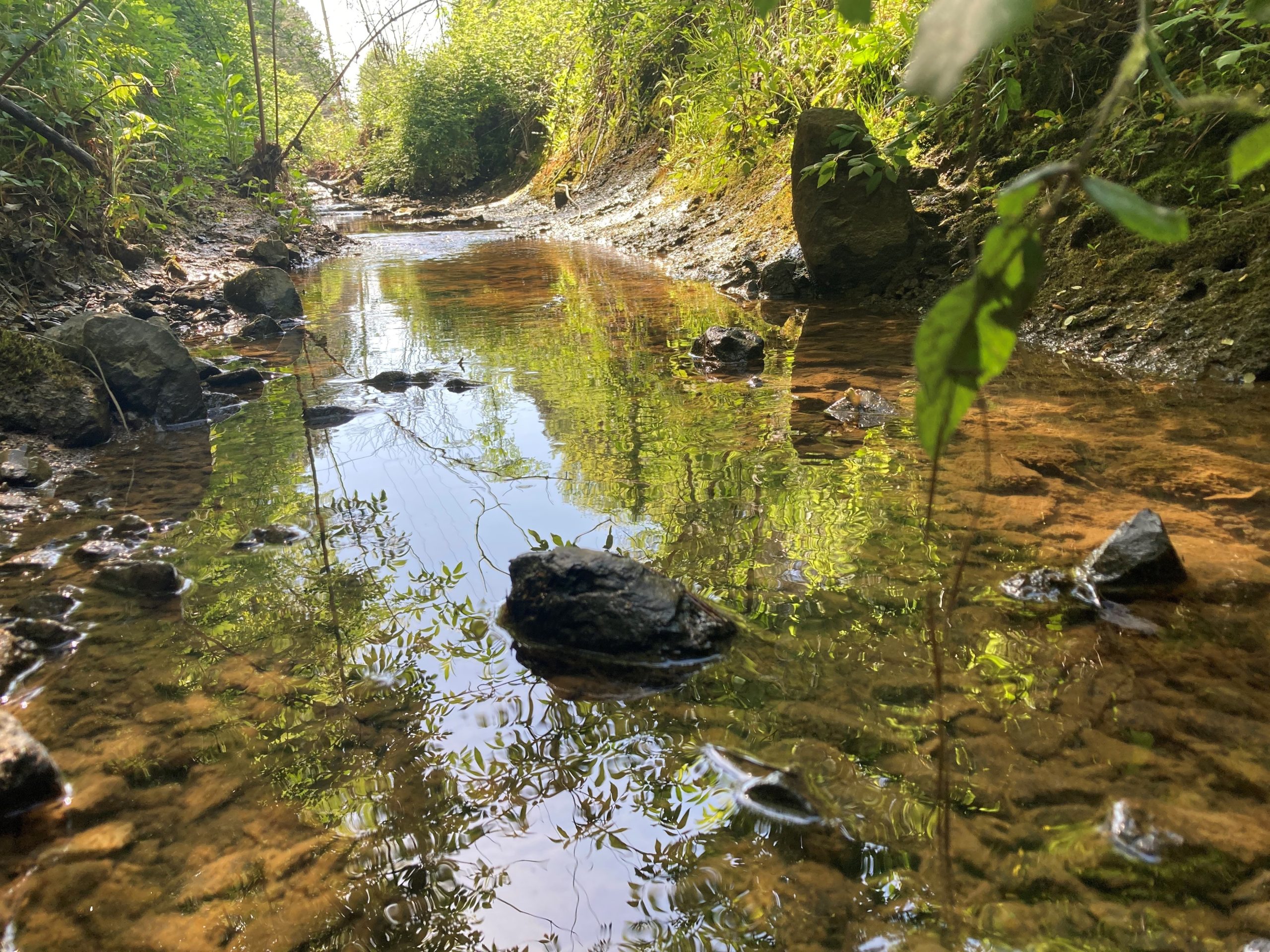 Habitat Assessment