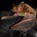 EnviroScience Biologist Carefully Holds Northern Long-eared Bat