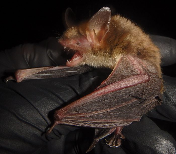 EnviroScience Biologist Carefully Holds Northern Long-eared Bat