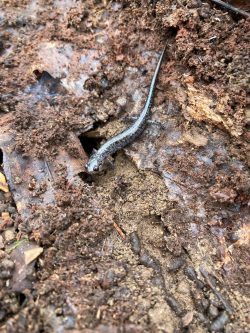 Northern Zigzag Salamander (Plethodon dorsalis)