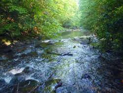 Wetland Delineation