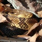 A photo of a timber rattlesnake, coiled in a loose pile of dry autumn leaves with gleaming golden scales basking in the warm sunshine of spring next to a large rock.