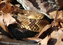 A photo of a timber rattlesnake, coiled in a loose pile of dry autumn leaves with gleaming golden scales basking in the warm sunshine of spring next to a large rock.