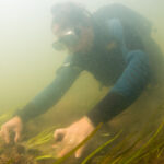 EnviroScience Diver During Mussel Survey