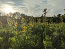 Sunlit Wildflowers Adorn a Prairie Skyline