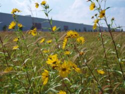 Wildflowers in the foreground of a prairie installation on the EnviroScience Core Values webpage