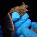 Tricolored bat (Perimyotis subflavus)