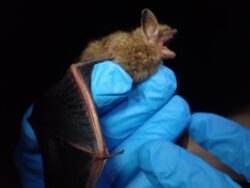 Tricolored bat (Perimyotis subflavus)