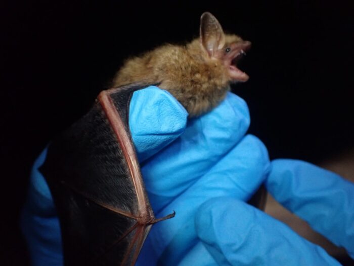 Tricolored bat (Perimyotis subflavus)