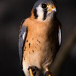 American Kestrel (Falco sparverius)