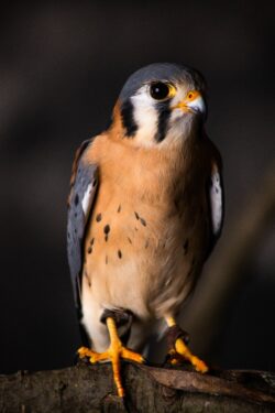 American Kestrel (Falco sparverius)