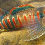 The vibrantly colored and federally endangered Candy Darter fish (Etheostoma osburni) sports alternating blue-green, bright red, and yellow stripes; photo courtesy of FWS, T. Travis Brown