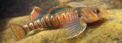 The vibrantly colored and federally endangered Candy Darter fish (Etheostoma osburni) sports alternating blue-green, bright red, and yellow stripes; photo courtesy of FWS, T. Travis Brown