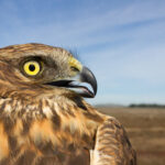 Northern Harrier (Circus cyaneus) Photo courtesy of USGS