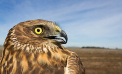 Northern Harrier (Circus cyaneus) Photo courtesy of USGS