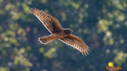 Northern harrier (Circus hudsonius)