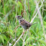 Henslow's sparrow (Ammodramus henslowii)