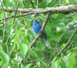 Indigo bunting (Passerina cyanea)