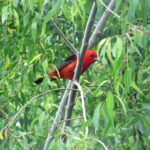 Scarlet tanager (Piranga olivacea)