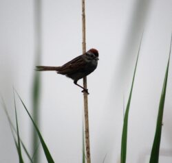 Swamp sparrow (Melospiza georgiana)