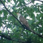 Yellow-billed cuckoo (Coccyzus americanus)