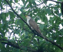 Yellow-billed cuckoo (Coccyzus americanus)