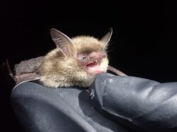 Northern Long-eared Bat (Myotis septentrionalis)