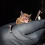 Federally endangered Gray bat (Myotis grisescens)