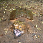 Federally threatened Alligator Snapping Turtle