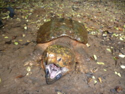 Federally threatened Alligator Snapping Turtle