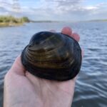 EnviroScience malacologist identifies Higgins eye pearly mussel during aquatic survey