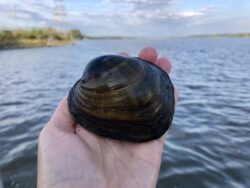 EnviroScience malacologist identifies Higgins eye pearly mussel during aquatic survey