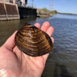 EnviroScience malacologist identifies Sheepnose mussel during aquatic survey