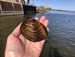 EnviroScience malacologist identifies Sheepnose mussel during aquatic survey