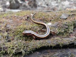 Three-lined Salamander