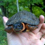 Wood Turtle