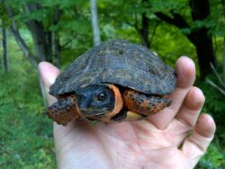 Wood Turtle